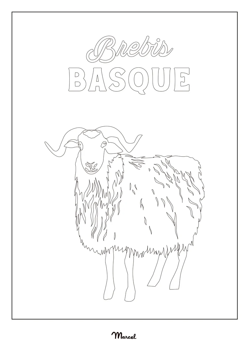 Carte Postale A5 à colorier PAYS BASQUE "Brebis"