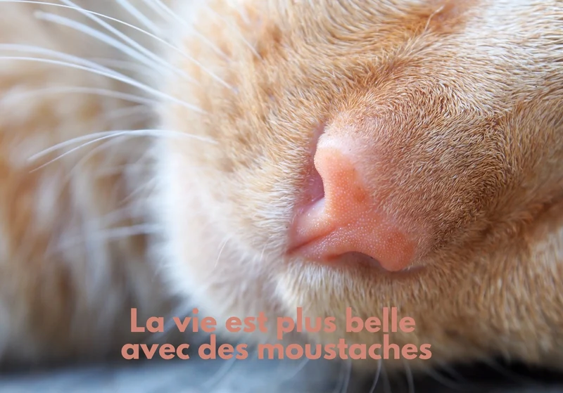 Chats_16