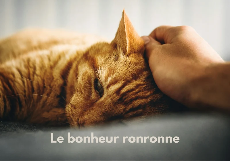 Chats_14