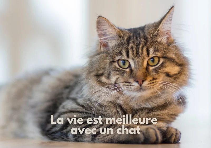 Chats_13