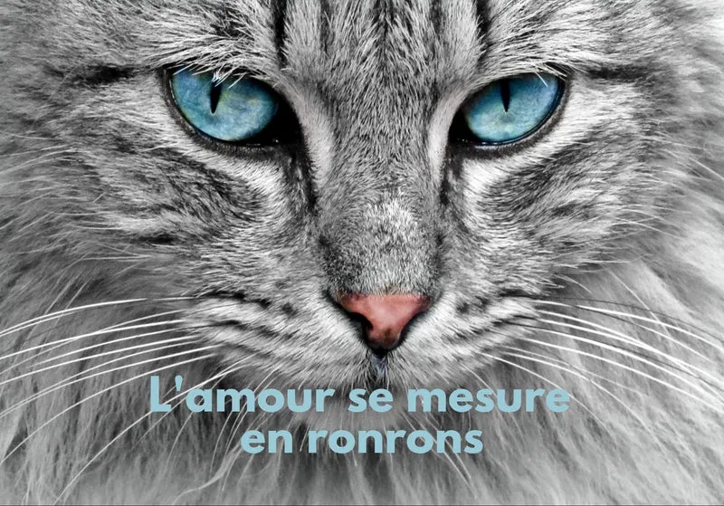 Chats_12