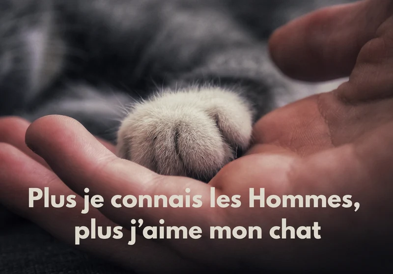 Chats_11