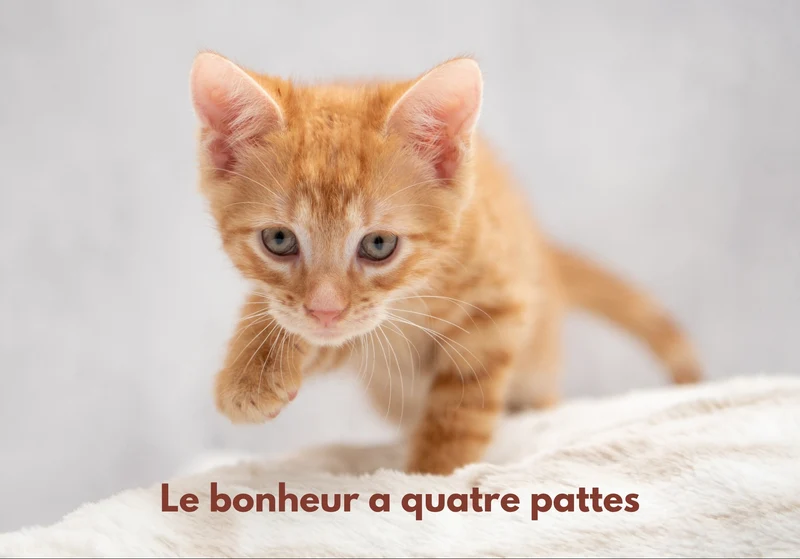 Chats_10