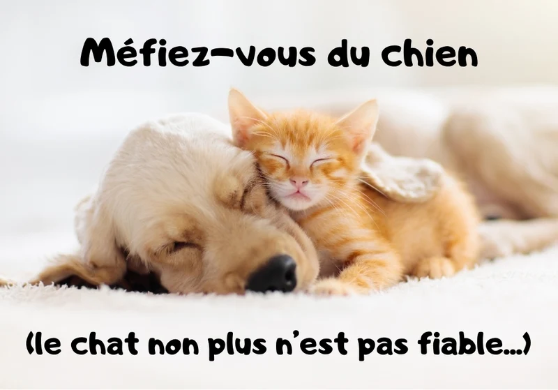 Chiens_12