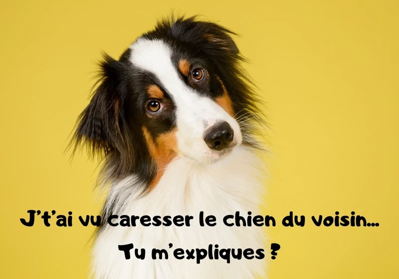 Chiens_11