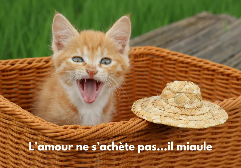 Chats_09