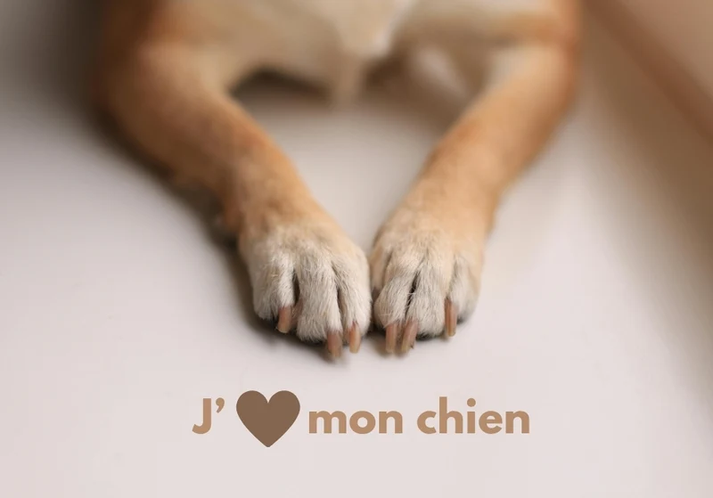 Chiens_20