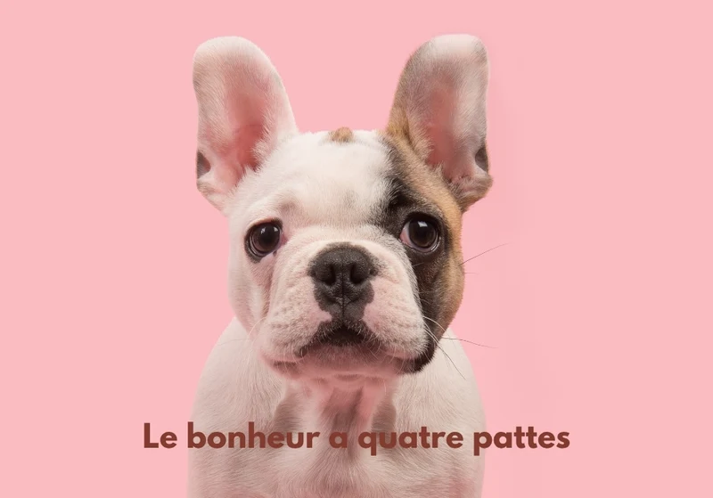 Chiens_18