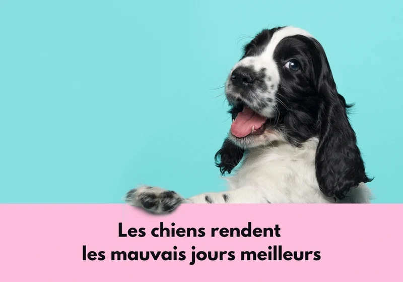 Chiens_17