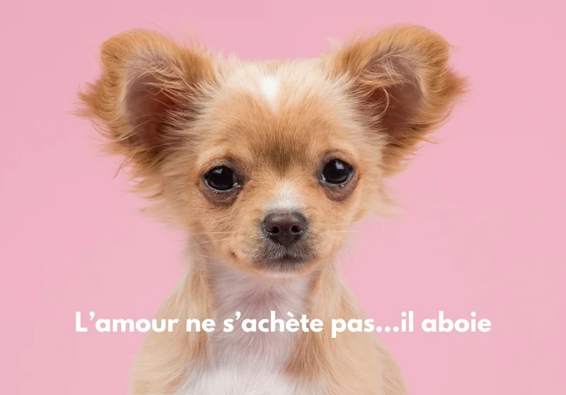 Chiens_16