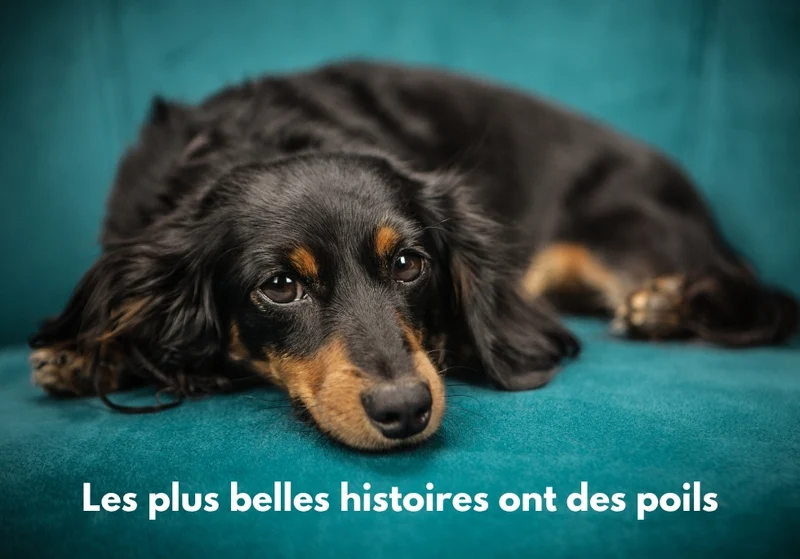 Chiens_15