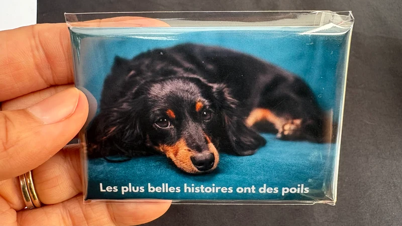 Chiens_15
