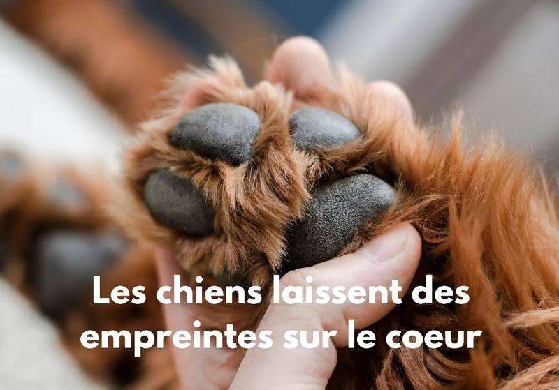 Chiens_14