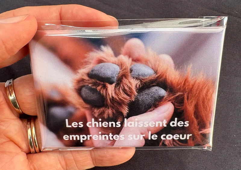 Chiens_14