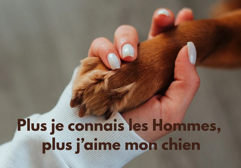 Chiens_13