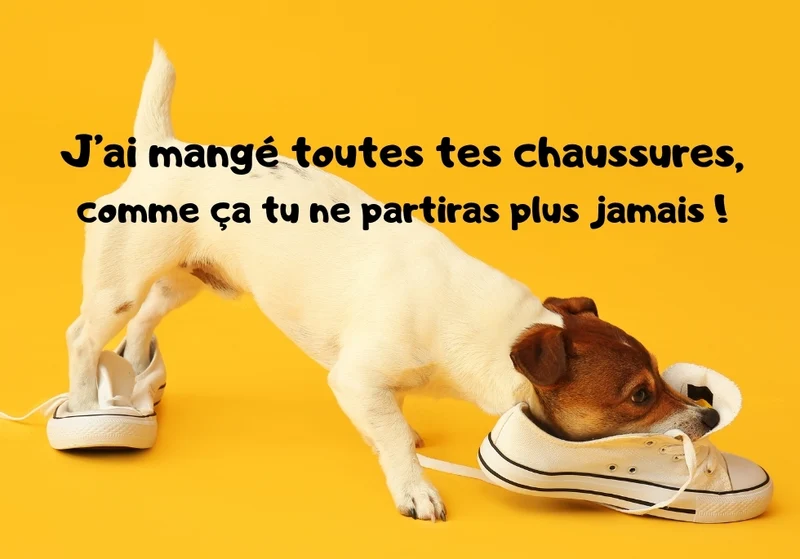 Chiens_09