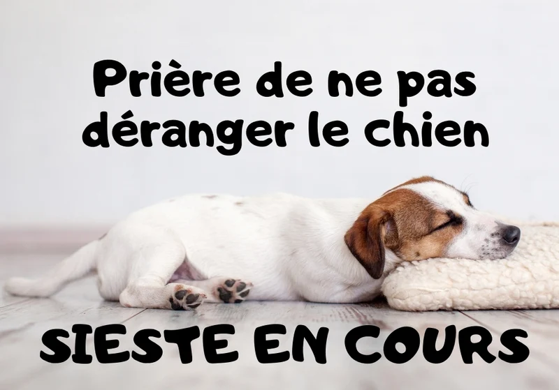 Chiens_08