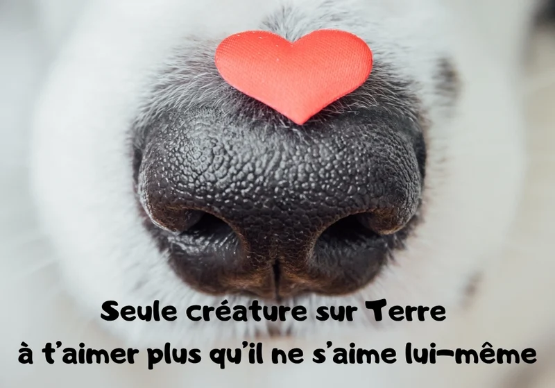 Chiens_07