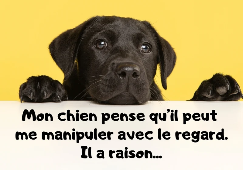 Chiens_06