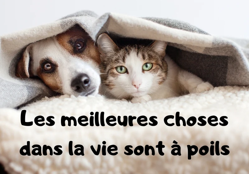 Chiens_05
