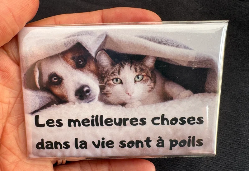 Chiens_05