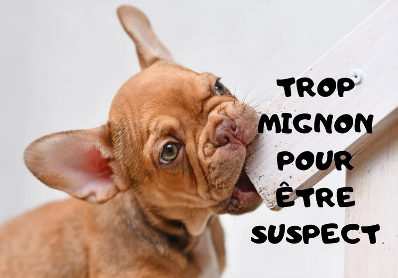 Chiens_03