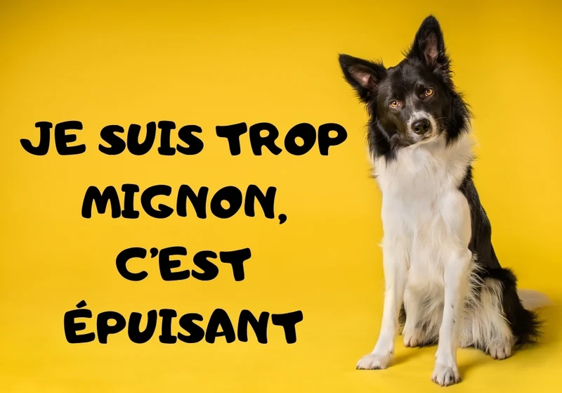 Chiens_02