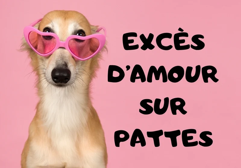 Chiens_01