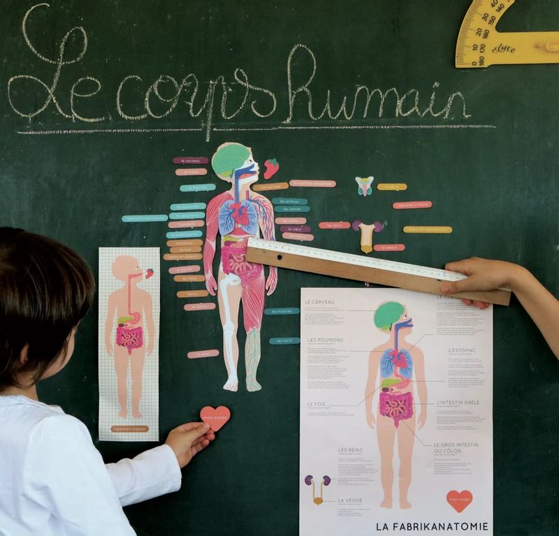 Jeux magnétique - Le Corps Humain