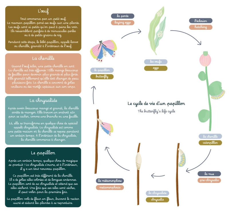 Jeu magnétique - Le Cycle de vie d’un Papillon