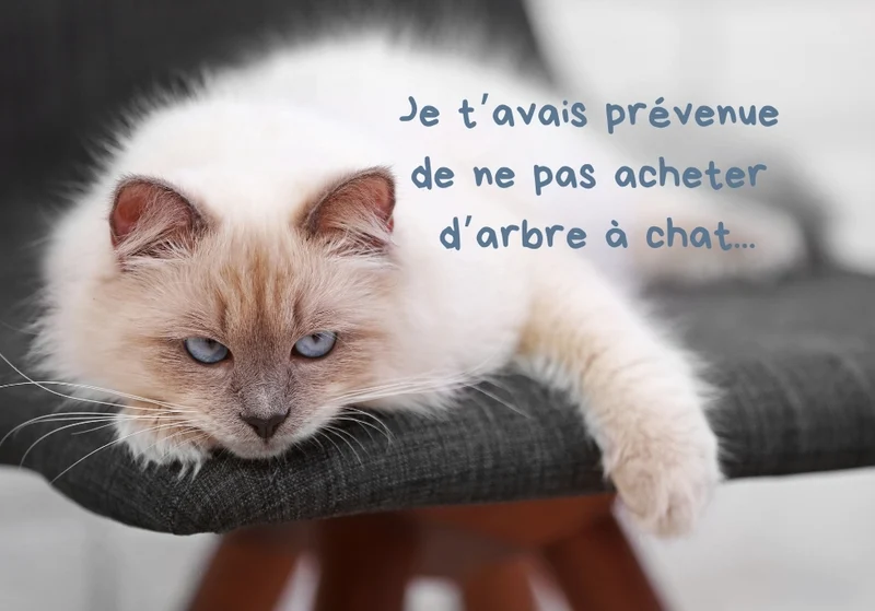 Chats_08