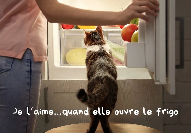 Chats_07