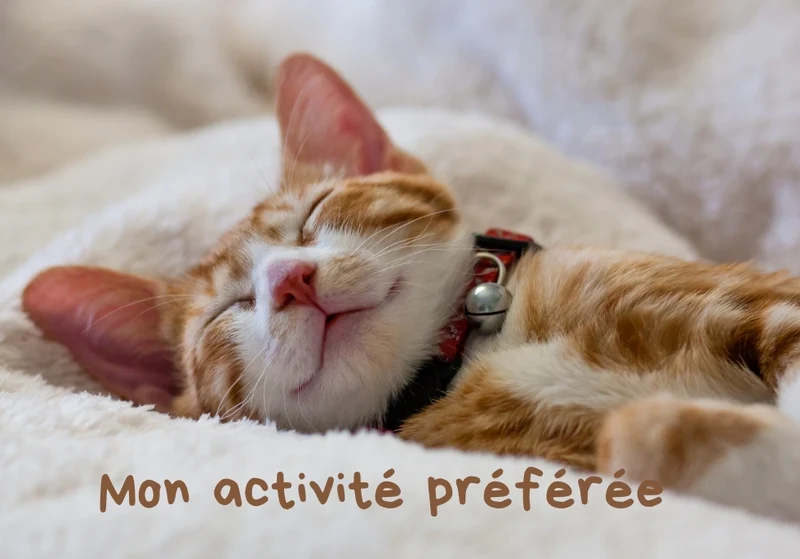 Chats_06