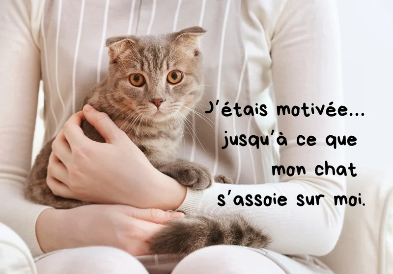Chats_05