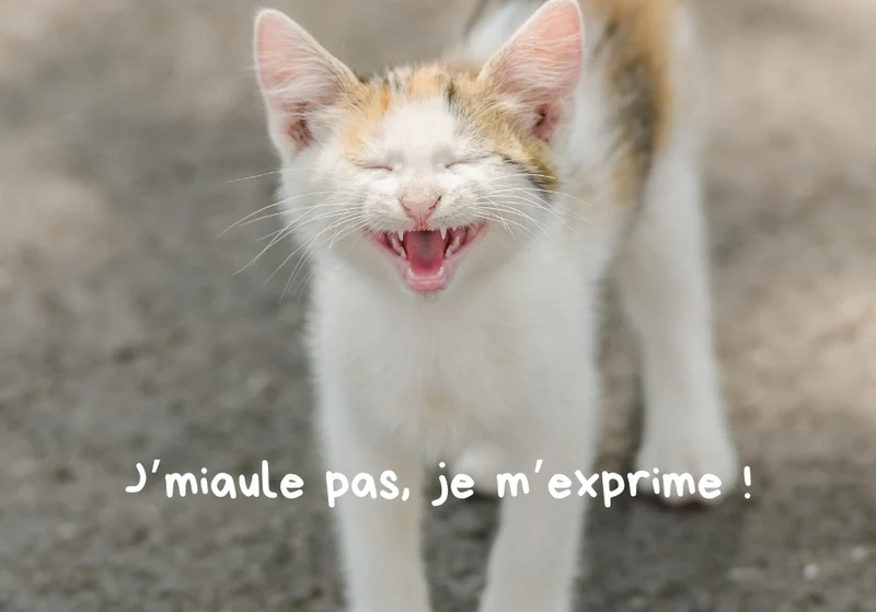 Chats_04
