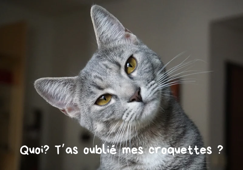 Chats_03