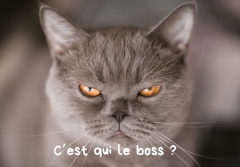 Chats_01