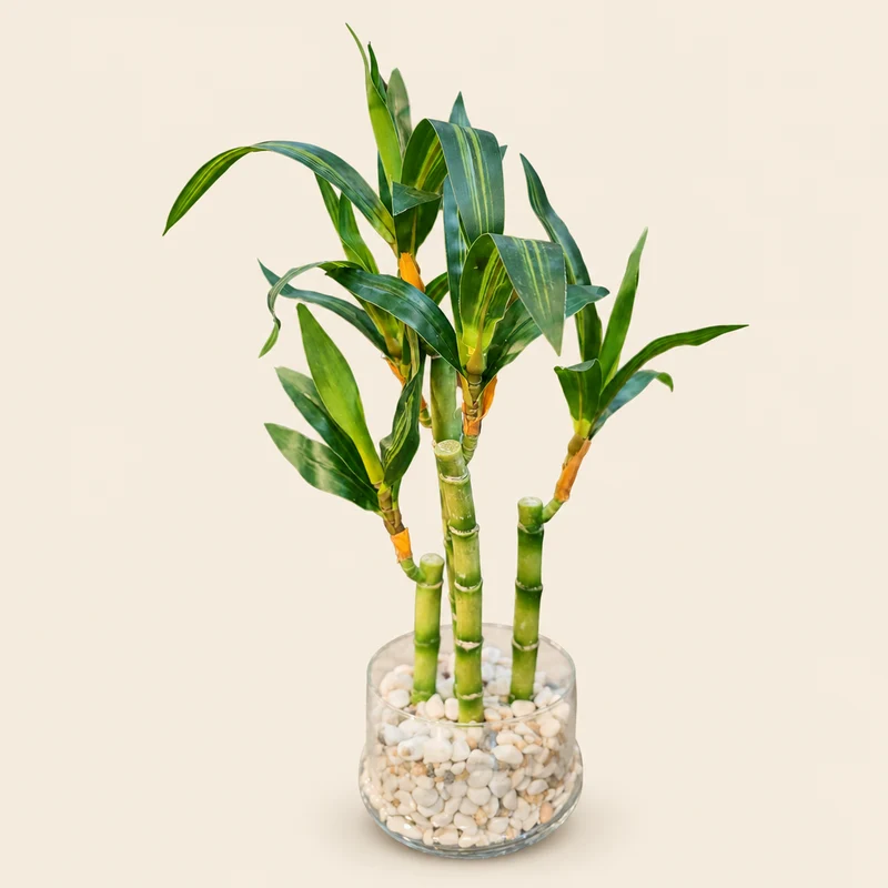 نبتة خيزران Lucky Bamboo اصطناعي — وعاء زجاجي بحجارة بيضاء — 43 سم