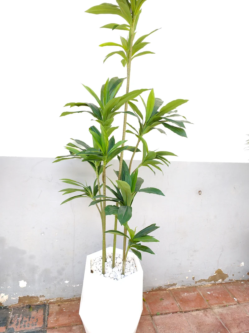 شجرة Dracaena اصطناعية – 220 سم – حجم ضخم فاخر