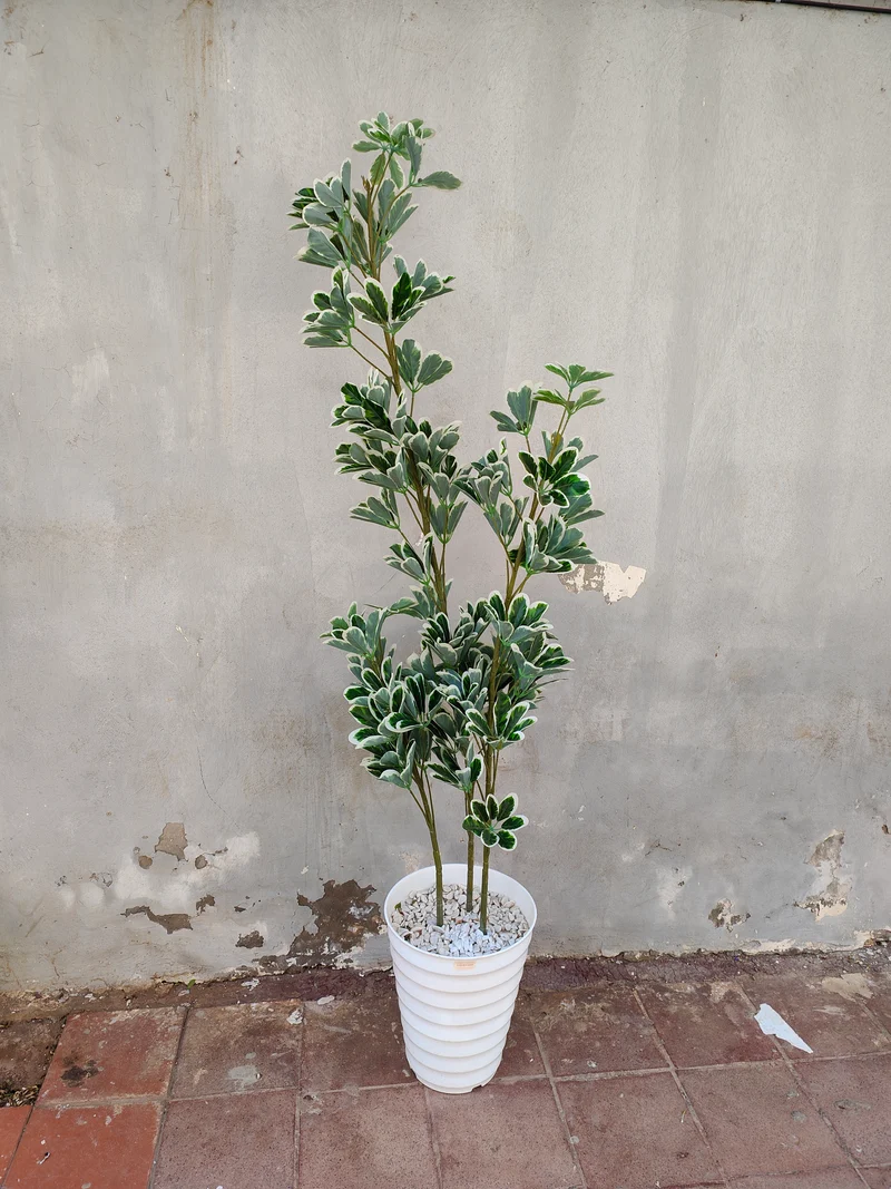 شجرة Schefflera اصطناعية AM079 – حجم كبير – صالون فاخر