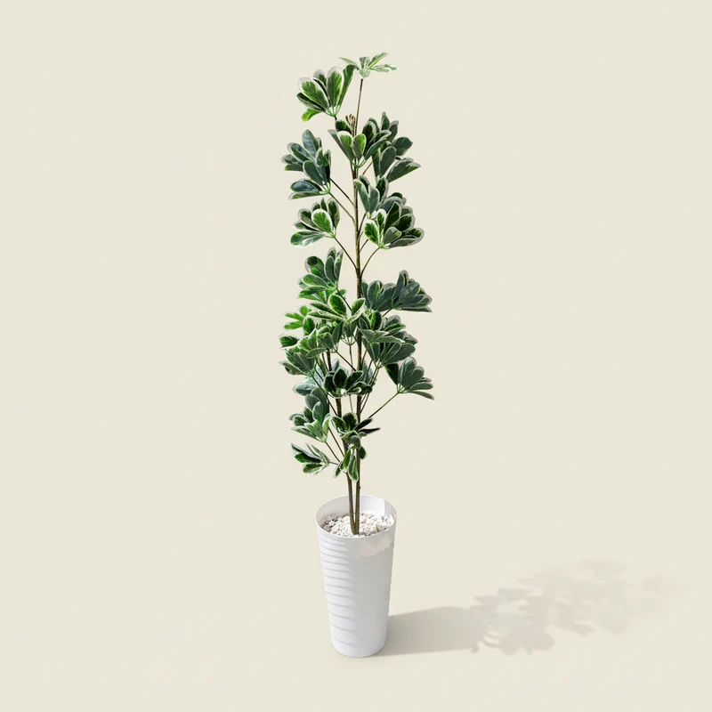 شجرة Schefflera اصطناعية – 150 سم – هدية مثالية للصالون