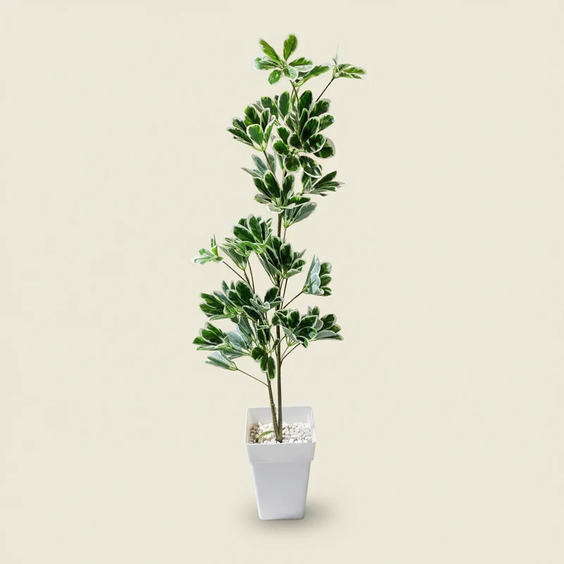 شجرة Schefflera اصطناعية – 150 سم – هدية مثالية للصالون